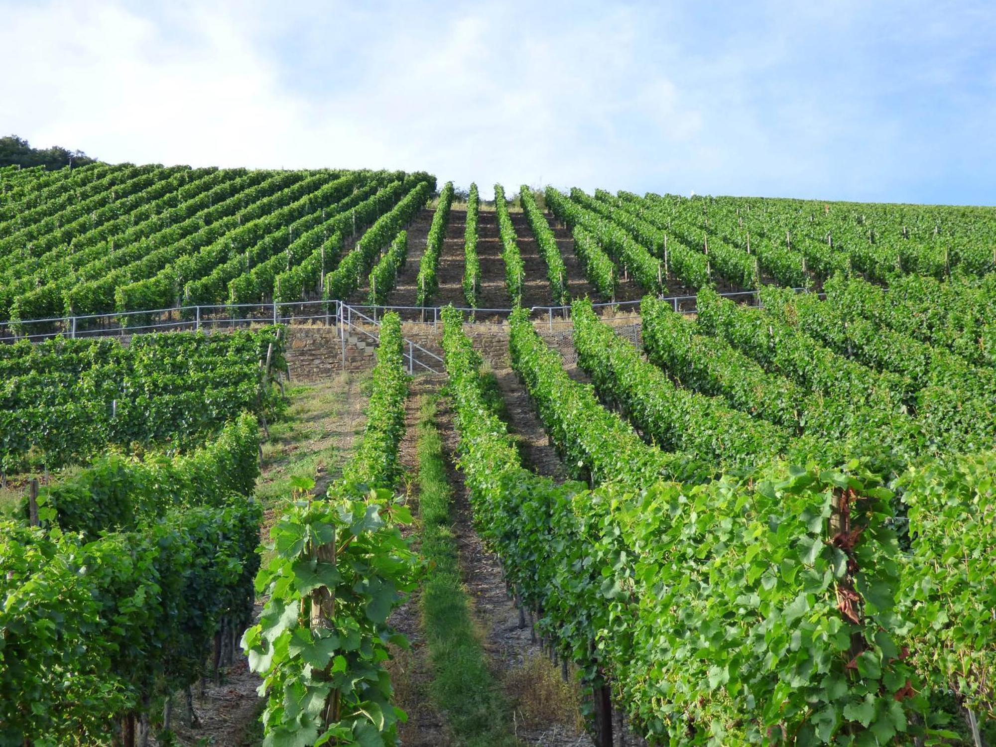 Relaxen Im Weindorf Mayschoss Fewo 4 Luaran gambar