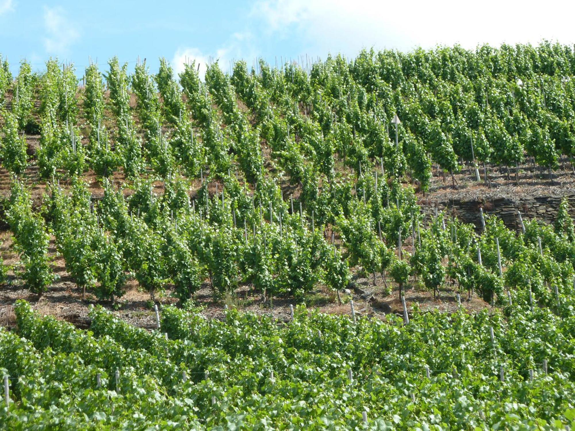 Relaxen Im Weindorf Mayschoss Fewo 4 Luaran gambar
